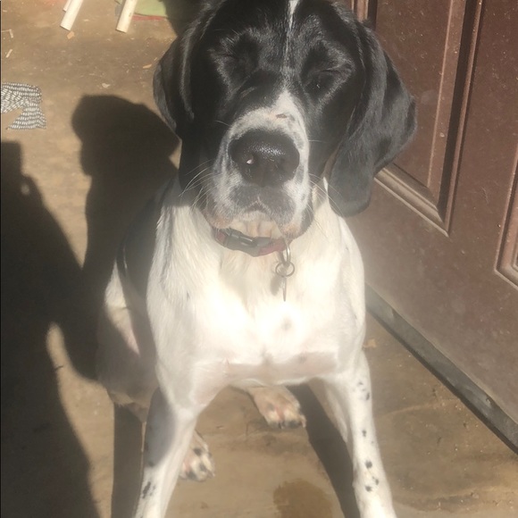 Meet your Posher, Azza - Picture 1 of 1